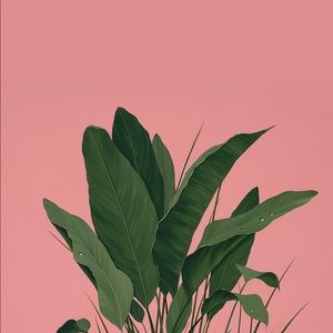 Meet your Posher, Ann